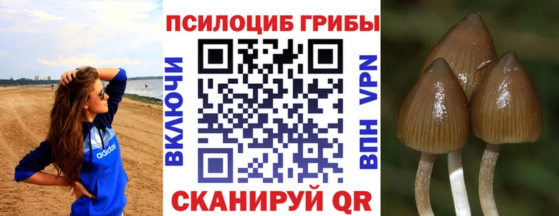 Псилоцибиновые грибы Psilocybe  Купить закладки  Белогорск 